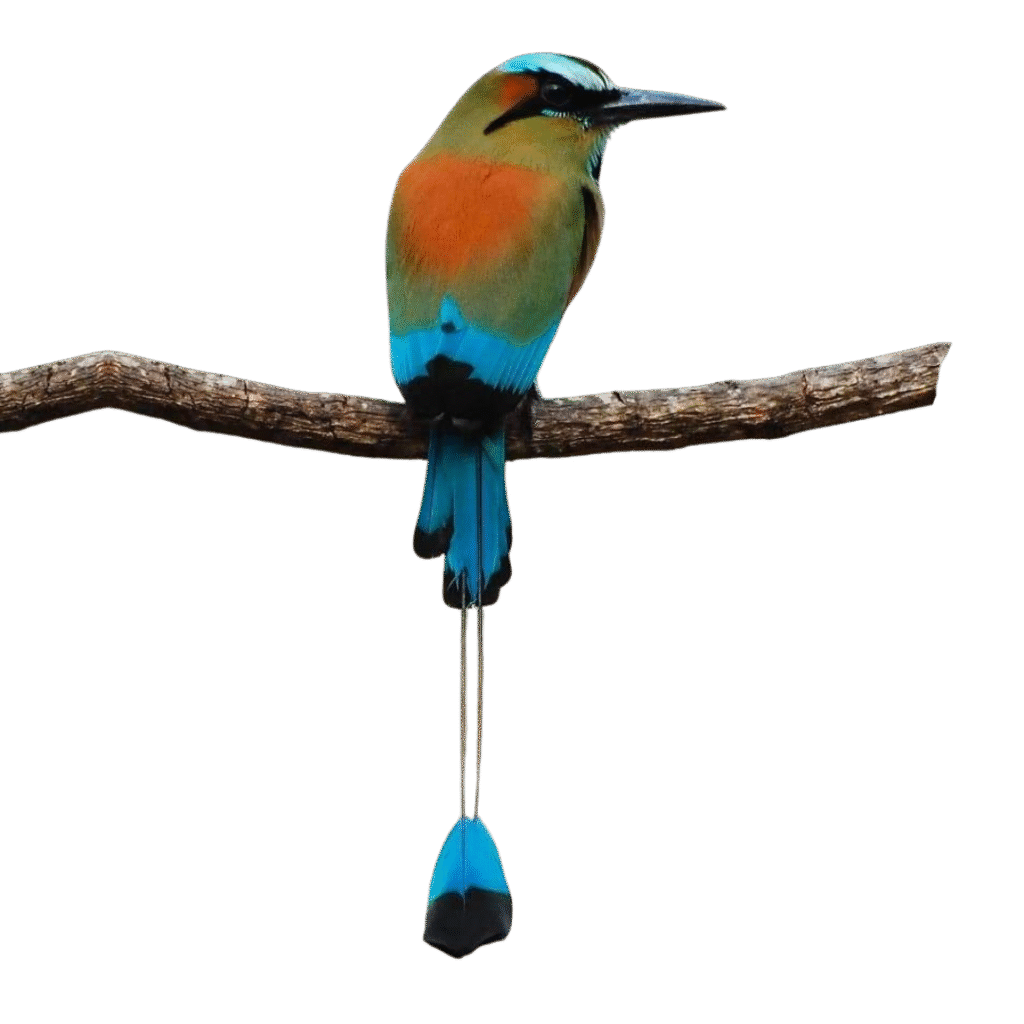 Pajaro Toh Nayal
